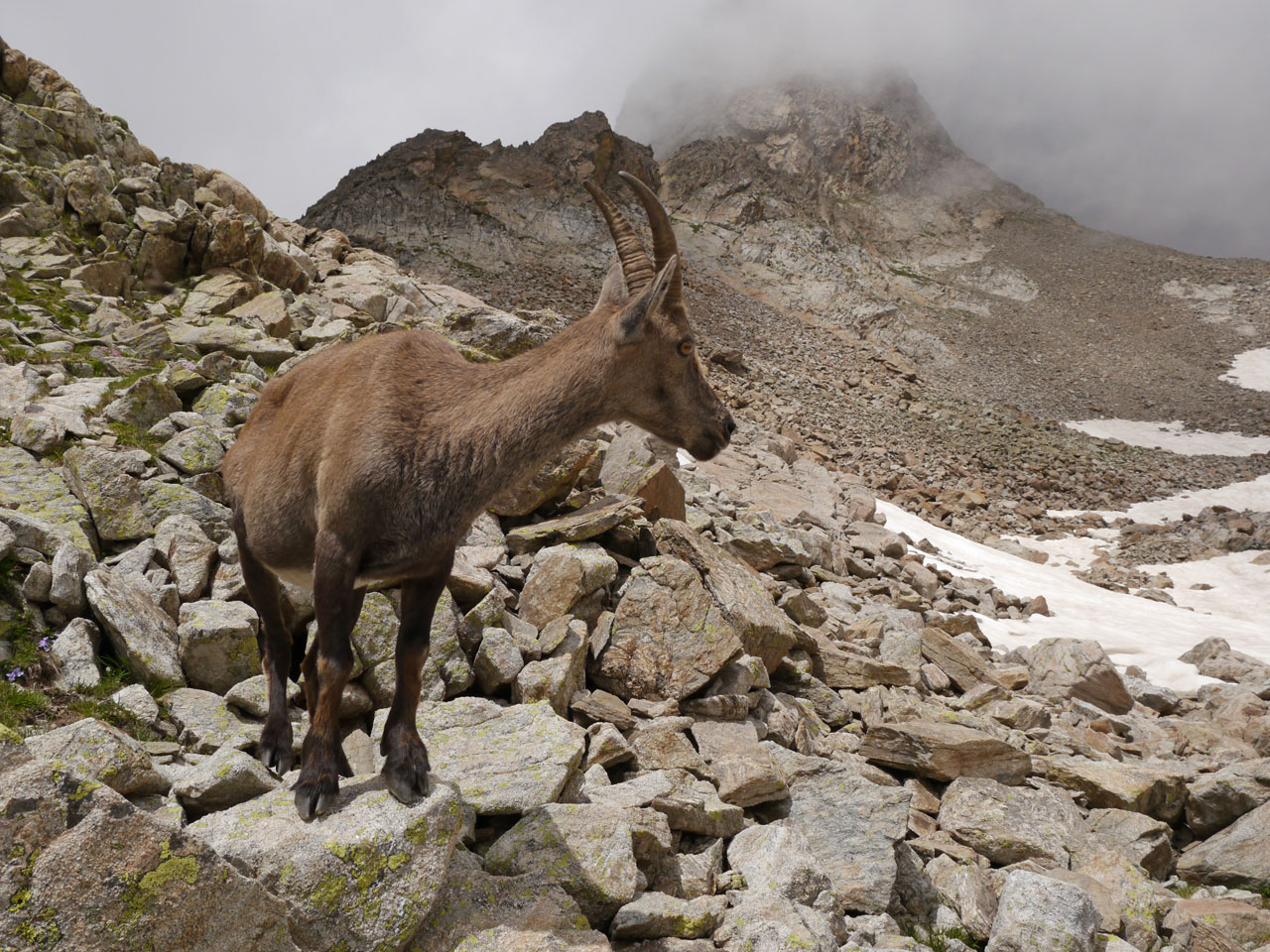 bouquetin sur le sentier du gélas